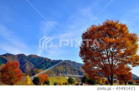 美しい紅葉に染まる宮ケ瀬ダム 43491421