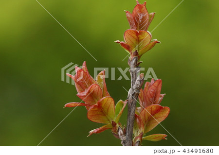 自然　植物　サルスベリ、芽吹きです。四月中旬、赤みが買った艶のある葉が一気に展開します 43491680
