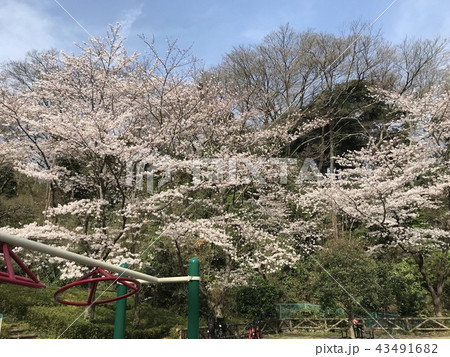 公園に咲く桜 43491682