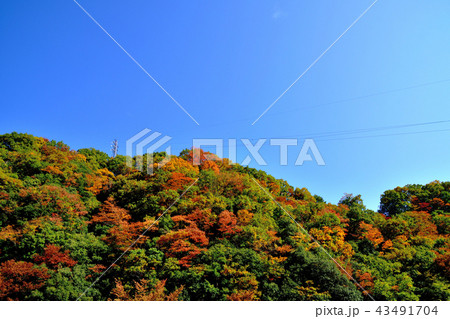 美しい紅葉に染まる宮ケ瀬ダムの写真素材