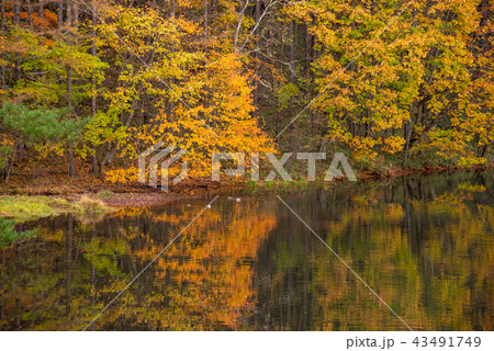 (長野県)紅葉の御射鹿池 (長野県)紅葉の御射鹿池 43491749