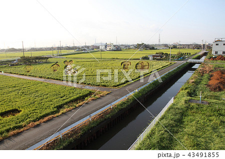田んぼアート九月 田んぼアート九月 43491855