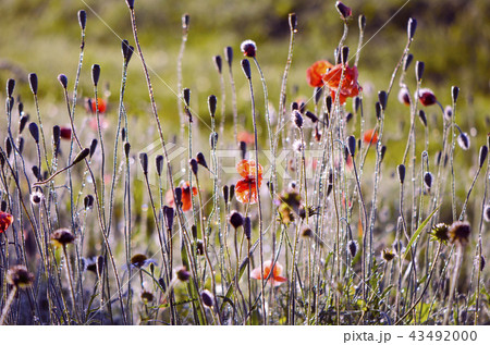 Blur wild poppies nature background Blur wild poppies nature background 43492000