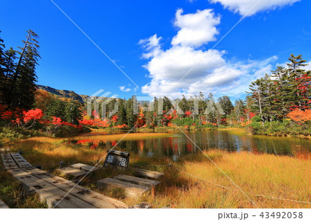 紅葉の大雪高原緑沼 紅葉の大雪高原緑沼 43492058