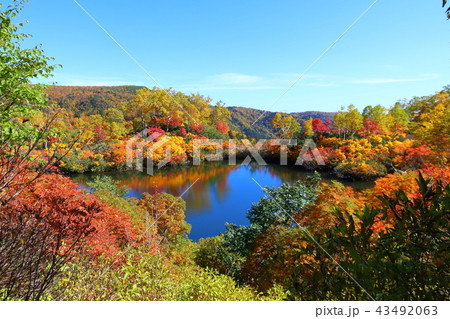 大雪高原エゾ沼の紅葉 43492063