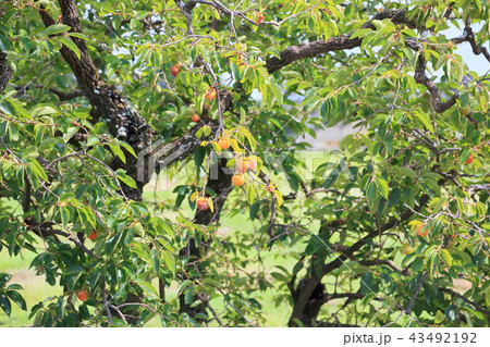 柿の実 柿の実 43492192