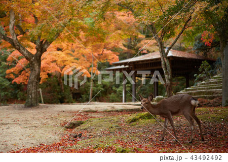 宮島紅葉9 43492492