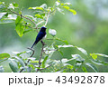 オオルリ♂ 43492878
