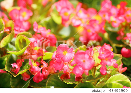 ベゴニアの花 43492900