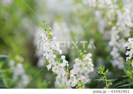 アンゲロニアの花 アンゲロニアの花 43492901