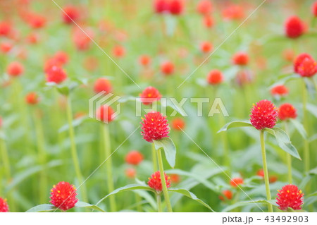 センニチコウの花 センニチコウの花 43492903