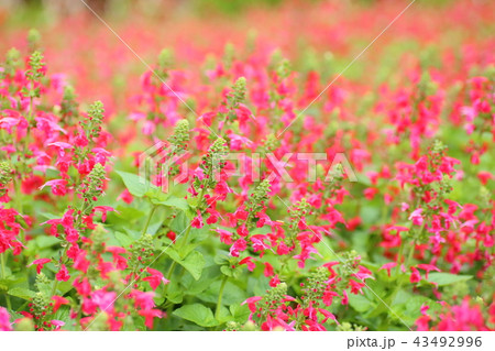 ベニバナサルビアの花 43492996
