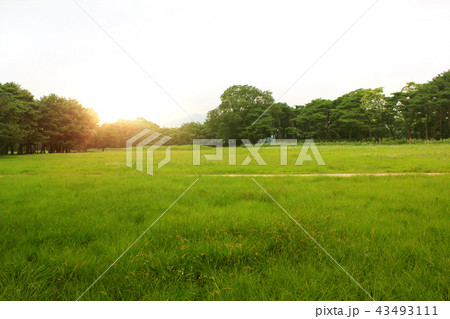 芝生 木 森 43493111
