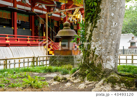古木 鹽竈神社 宮城県 古木 鹽竈神社 宮城県 43493120