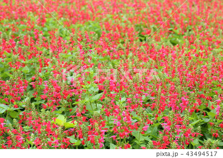 ベニバナサルビアの花 ベニバナサルビアの花 43494517
