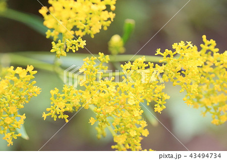 オミナエシの花 43494734