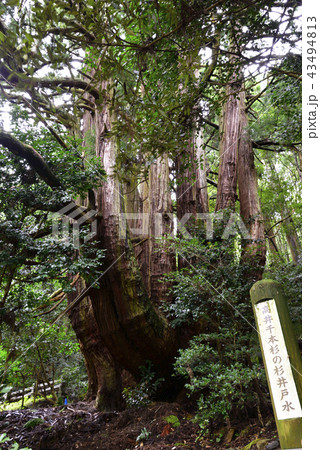 高井千本杉(奈良県宇陀市) 高井千本杉(奈良県宇陀市) 43494813