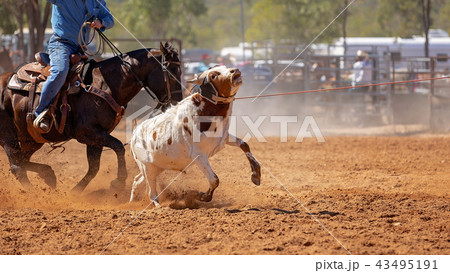 Australian Team Calf Roping Rodeo Event 43495191
