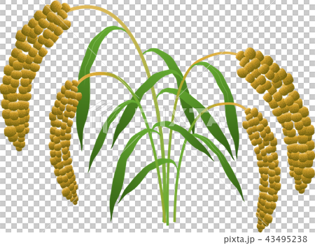 阿波 阿波 43495238