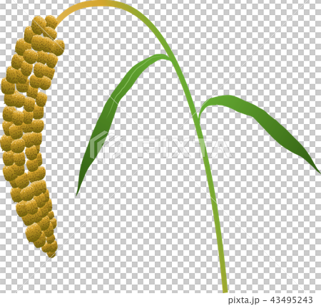 Millet Millet 43495243