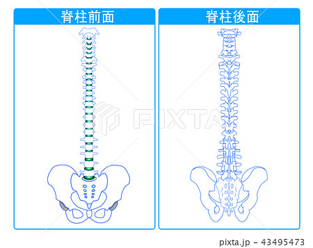 脊柱前面と脊柱後面のイラスト素材