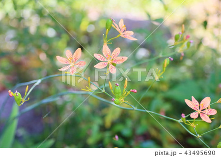 ヒオウギの花 ヒオウギの花 43495690