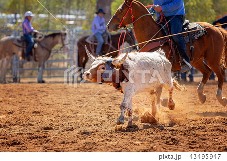 Australian Team Calf Roping Rodeo Event 43495947