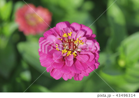 きれいな百日草の花 きれいな百日草の花 43496314