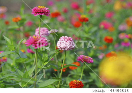 きれいな百日草の花 43496318