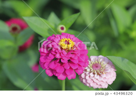 きれいな百日草の花 43496320