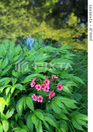 日光のクリンソウ 43496495