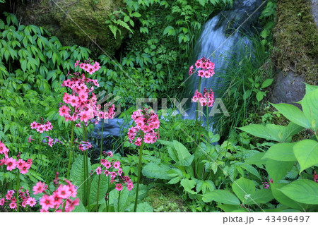 日光のクリンソウ 43496497
