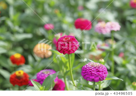 きれいな百日草の花 43496505