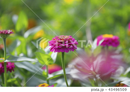 きれいな百日草の花 きれいな百日草の花 43496509