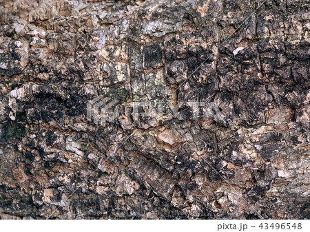 Horizontal Brown Texture of Wooden Grain Backgroun 43496548