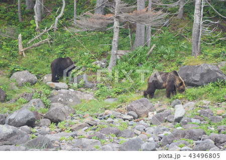 野生のヒグマ 2頭（知床半島 西岸／北海道） 43496805