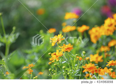 オレンジ色のマリーゴールドの花 オレンジ色のマリーゴールドの花 43496898