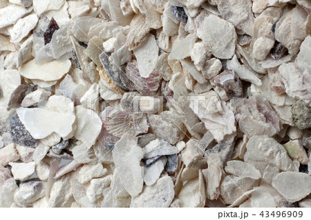 牡蠣の殻 43496909