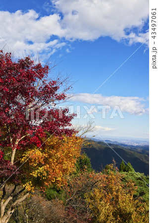 紅葉の御岳山　御岳平付近 43497061