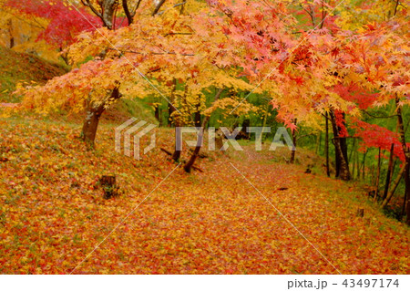紅葉 43497174