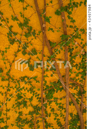 Yellow wall with green ivy Yellow wall with green ivy 43497984