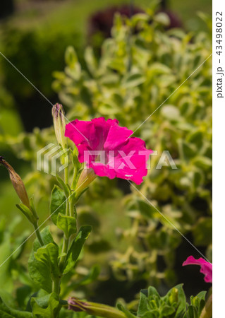 Petunia flowers Petunia flowers 43498022