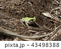 カエル 43498388