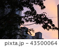 カエデの葉 夕焼け 空 43500064