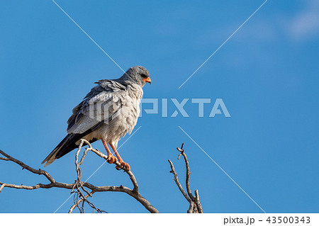 Pale chanting goshawk, Namibia Africa wildlife Pale chanting goshawk, Namibia Africa wildlife 43500343