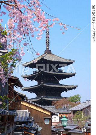 春の八坂の塔 43500590