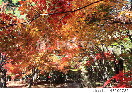 平林寺 紅葉 平林寺 紅葉 43500785