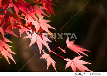 鮮やかな紅葉 鮮やかな紅葉 43501192