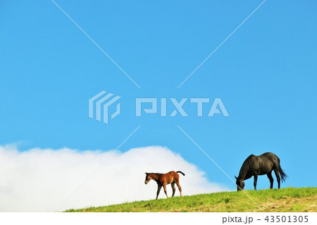 北海道　青空とサラブレッドの親子 43501305