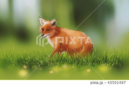 a Fox on spring green grass a Fox on spring green grass 43501497
